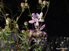 Lupinus hispanicus