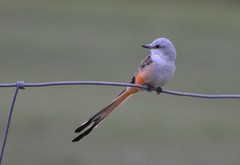 Scissor-Tailed Flycatcher photo 2