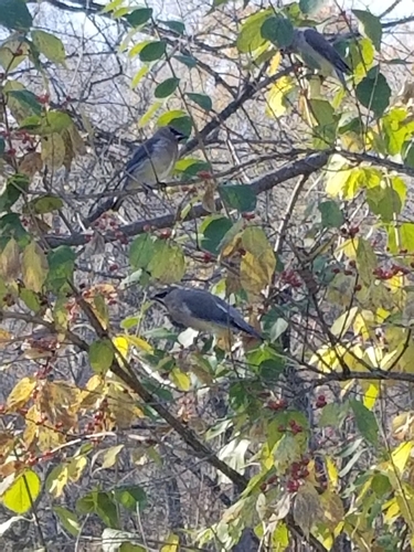 Cedar Waxwing photographed in Iowa