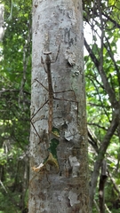 Phasmomantis sumichrasti