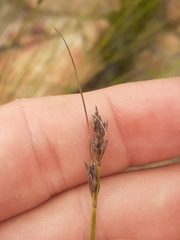 Schoenus cuspidatus