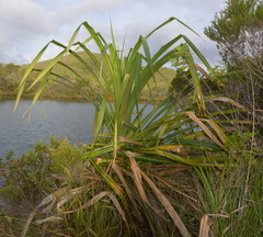 Pandanus macrocarpus
