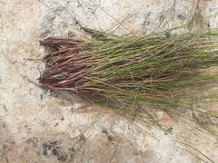Schoenus cuspidatus