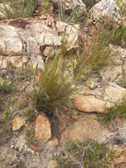 Schoenus cuspidatus