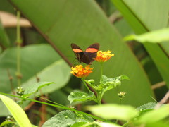 Heliconius erato hydara