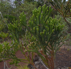 Dacrydium araucarioides
