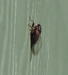 Birrima varians