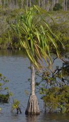 Pandanus macrocarpus