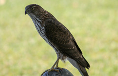 Accipiter cooperii