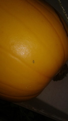 Cucurbita maxima maxima