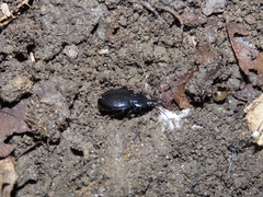 Sphaeroderus stenostomus stenostomus