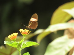 Heliconius erato hydara