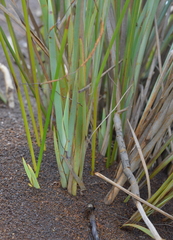 Machaerina deplanchei