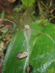 Pleurothallis phalangifera