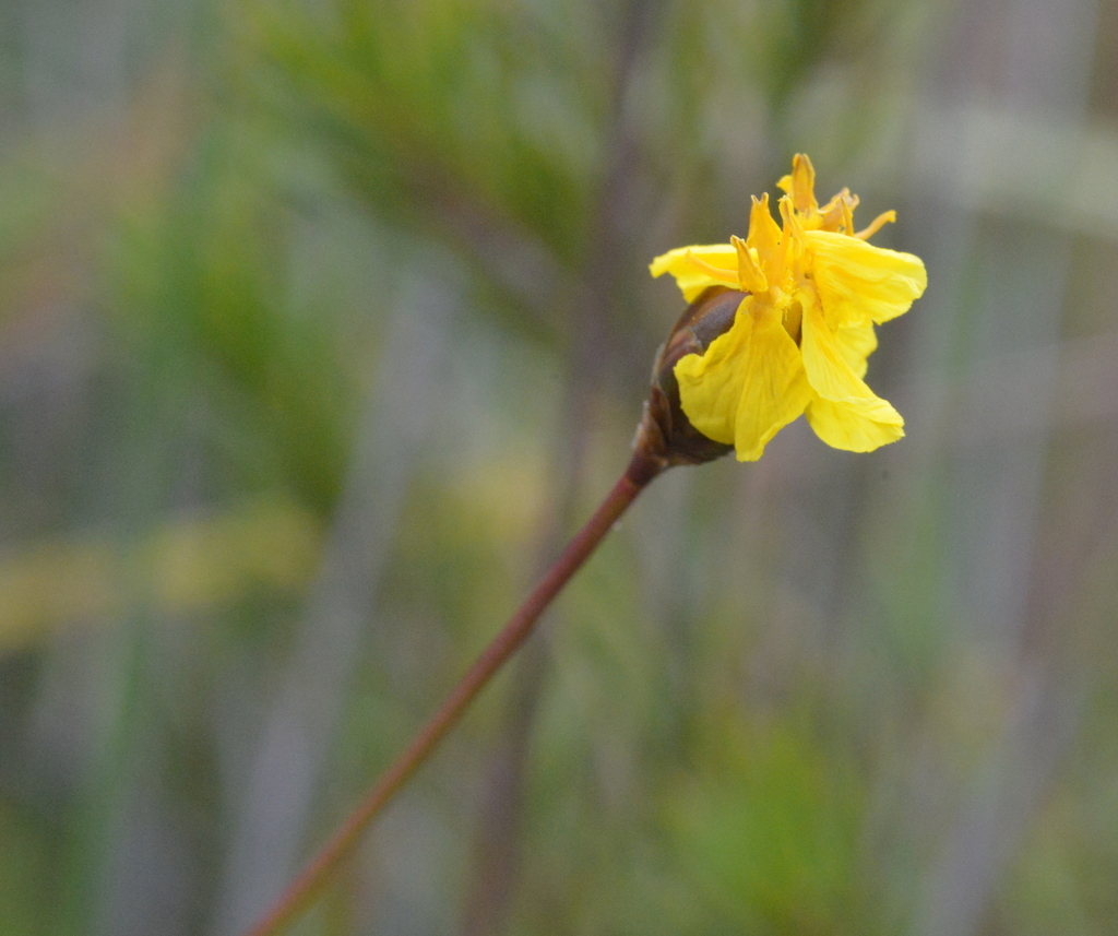 Xyris pancheri