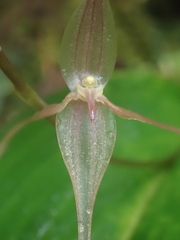 Pleurothallis phalangifera