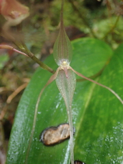 Pleurothallis phalangifera