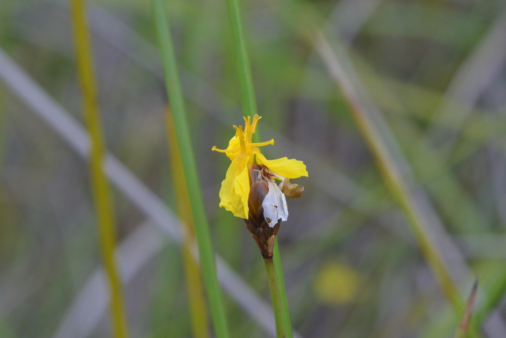 Xyris desquamata