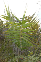 Flagellaria neocaledonica