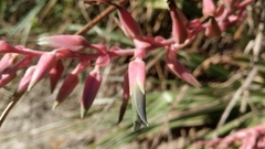 Puya spathacea