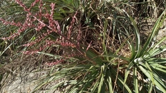 Puya spathacea