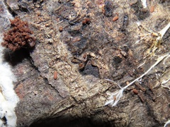 Eurypauropus