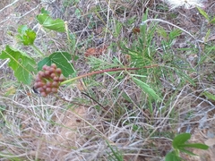 Calliandra brevicaulis