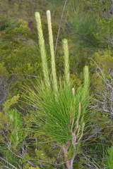 Pinus caribaea