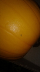 Cucurbita maxima maxima