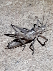 Dasyscelus