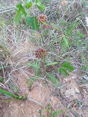 Calliandra brevicaulis
