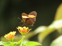 Heliconius erato hydara