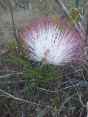 Calliandra brevicaulis