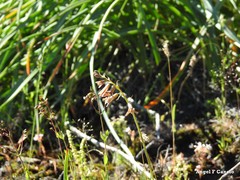 Hypericum linariifolium