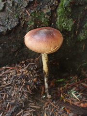 Rhodocollybia oregonensis