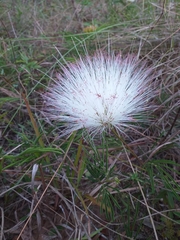 Calliandra brevicaulis