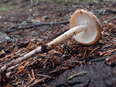 Rhodocollybia oregonensis