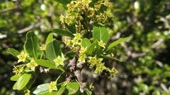 Condalia montana