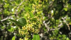 Condalia montana
