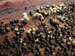 Rosellinia corticium