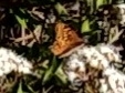 Euptoieta claudia