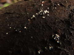 Polydesmia pruinosa
