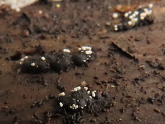 Polydesmia pruinosa