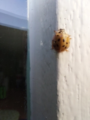 Harmonia axyridis