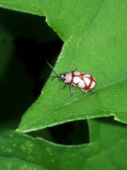 Omophoita magniguttis