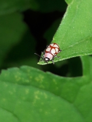 Omophoita magniguttis