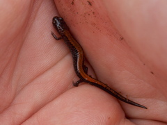 Plethodon cinereus