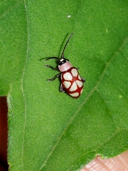 Omophoita magniguttis