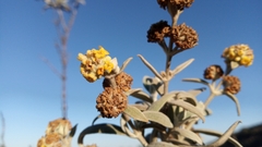 Buddleja cordobensis
