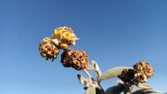 Buddleja cordobensis